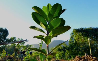 Greening Our Future: We Are Doing It <3